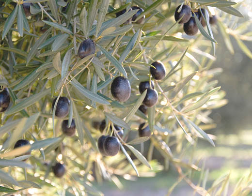 Olivenbäume ergänzen den Mediterranen Garten