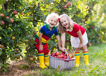 Zwei Kinder mit einem Obstkorb im Garten voller Obstbäume