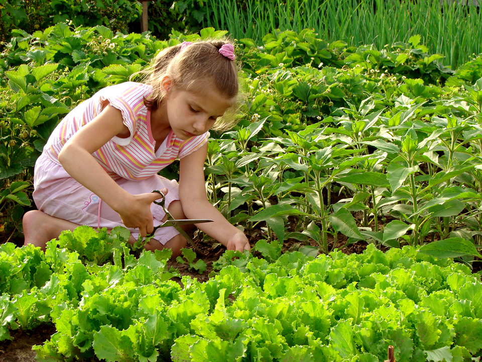 Kind schneidet Gemüse im Garten