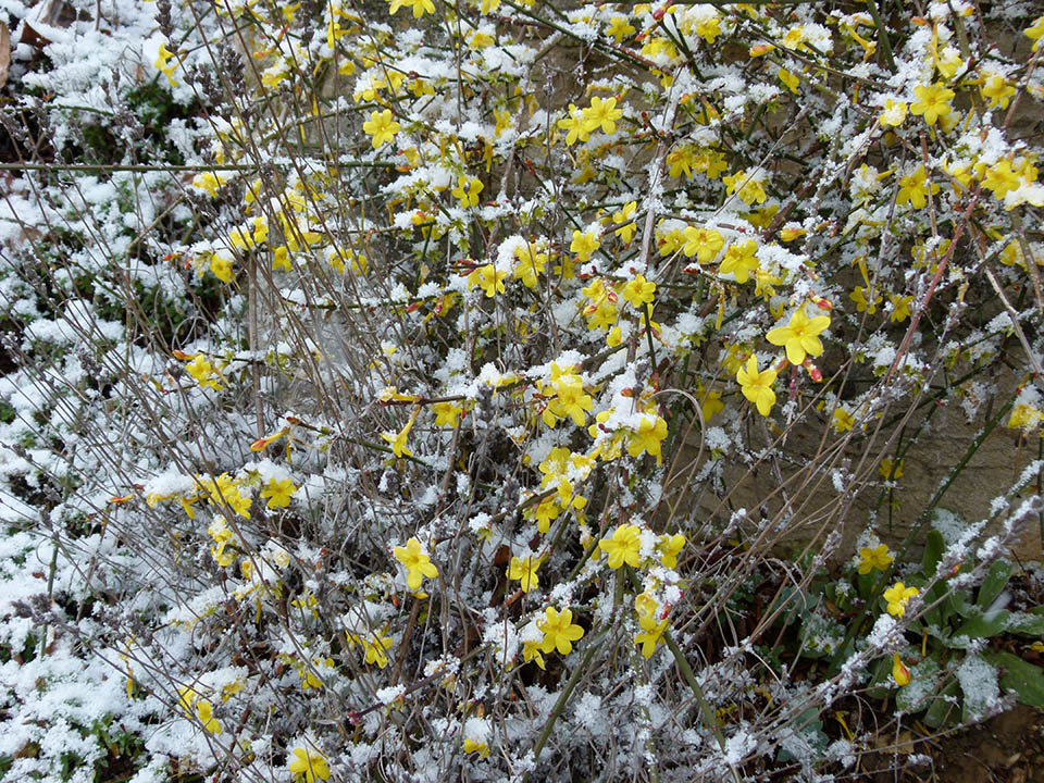 Strauch mit gelben Blüten ist von Schnee bedeckt